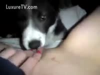 [ Zoo Sex ] Cute puppy licking wet crack
